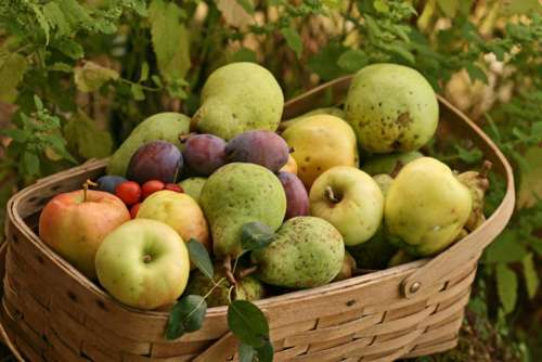 fruit   fruit basket   fresh   orchard   food