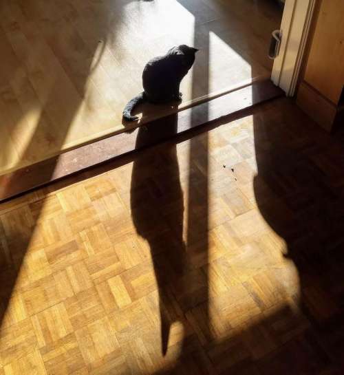 cat shadow sunny.funny comic giant shadow