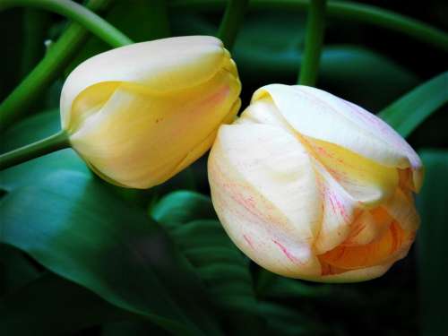 cream tulip bulb spring flower