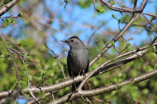 nature wildlife outdoors birds catbird