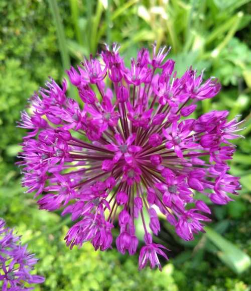 Allium hollandicum purple sensation flower Persian onion Dutch garlic