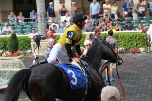 Racehorse trainer walking ring racetrack Jockey