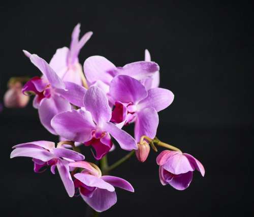Orchid Purple Flowers Floral