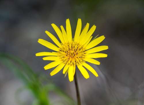 Flower yellow flower daisy 