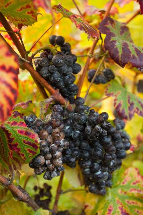grapes   wine grapes   vineyard   autumn   dark