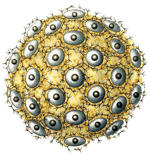 eyes eyeballs sphere round natural history