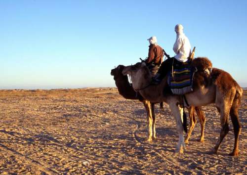 landscape camels people two people desert