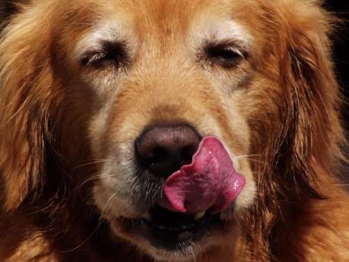 Dog lick licking tongue pet