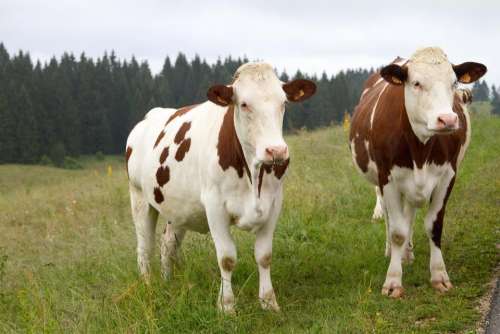cow   cows   cattle   animal   farm