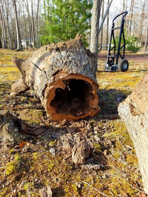 hollow log stump tree dead