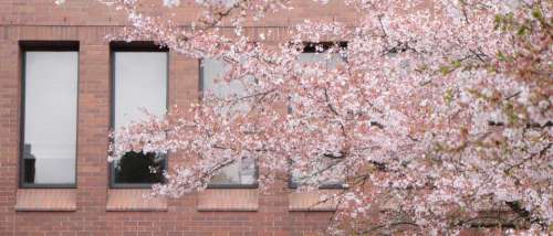 spring blossom cherry cherryblossom tree