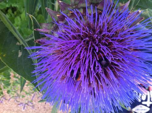 globe artichoke flower purple pink vibrant