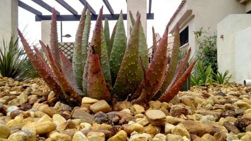 aloe vera cactus garden plant medicinal