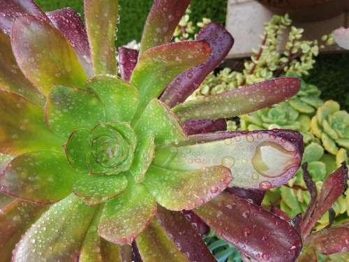 succulent rain