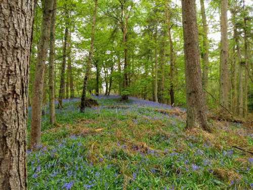 bluebells blue bells woods spring carpet