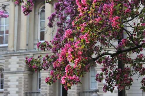 nature outdoors trees blossom cherry