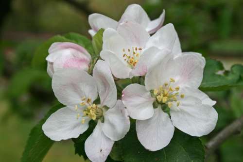 apple blossom   apple   spring   early   pink