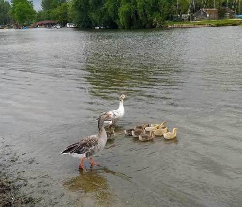 candaian geese ducks ducklings gosling family