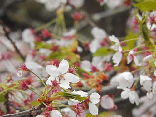 Spring spring bloom spring blossom blossom flowers