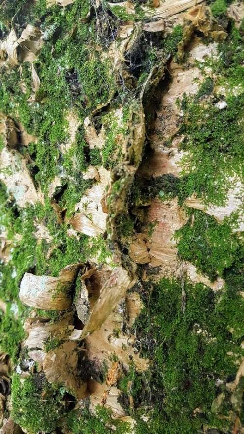 bark tree peeling moss tree_trunk