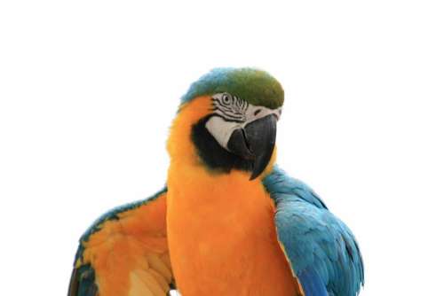 Macaw bird large Blue Yellow