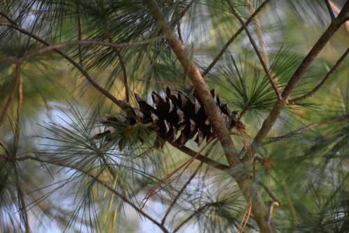 pine cone pine needles