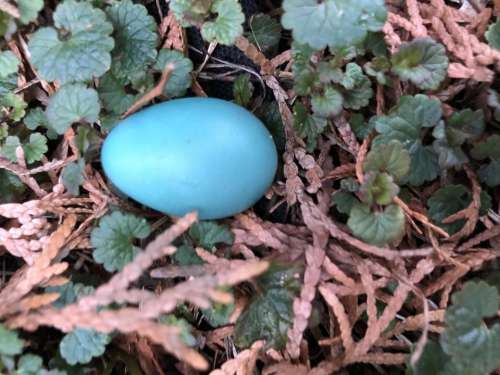 robin egg bird wild shell blue