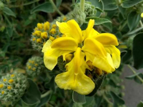 yellow flower bright yellow phlomis fruticosa