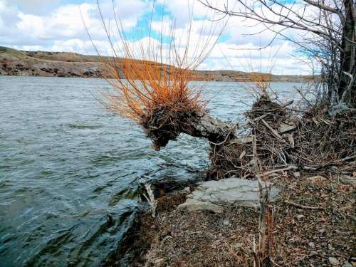 Tree stump river shore