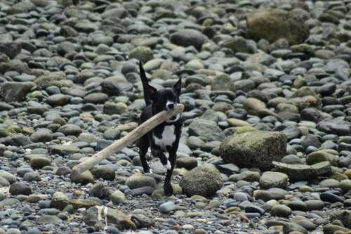 dog carrying a stick on the beach dog canine pet animal