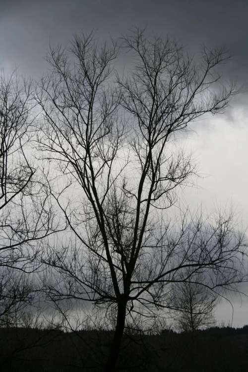 storm approaching   dark sky   bare trees   nature landscape