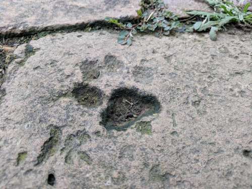 paw print imprint footprint