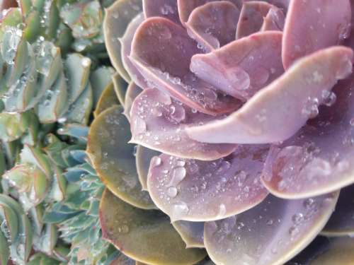 succulent rain