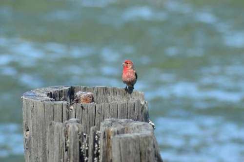 house finch bird red