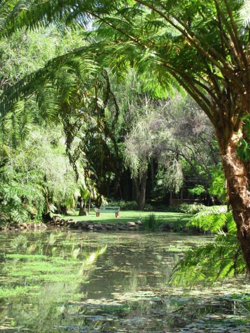 Australia Botanic_gardens lake trees fern