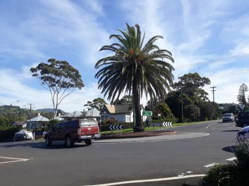 palm tree suburbs suburban street neighborhood