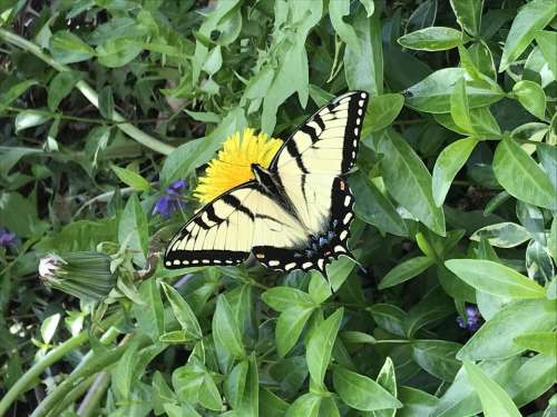 butterfly butterflies yellow swallowtail flower