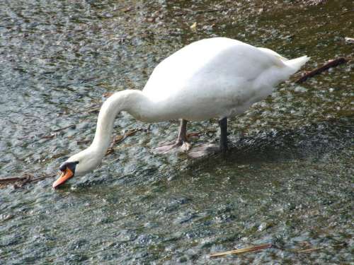 white swan waterfowl bird water