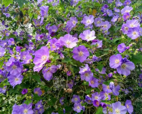 petunias petunia purple flowers summer