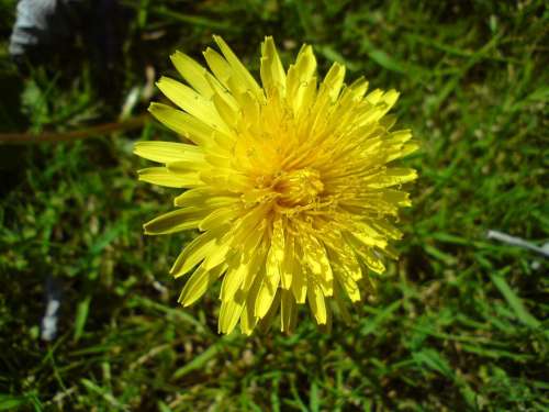 cat's ear dandelion flower yellow weed grass