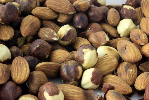 food nut hazelnut brown nuts