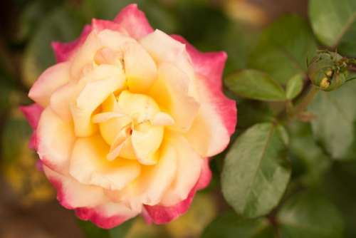 rose   soft   pink   flower   floral