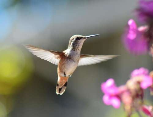 Female Rufous Hummingbird nature hummingbird 