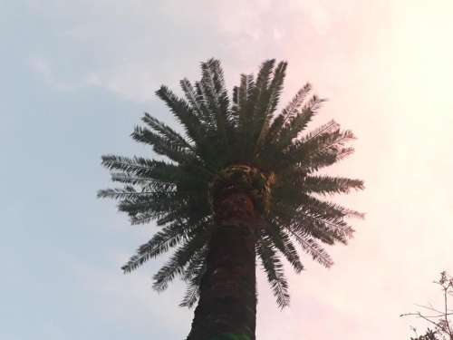 Palm tree sydney australia pawankawan nsw