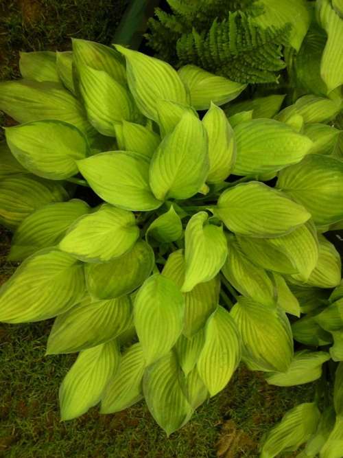 hosta leaves green stripy fern