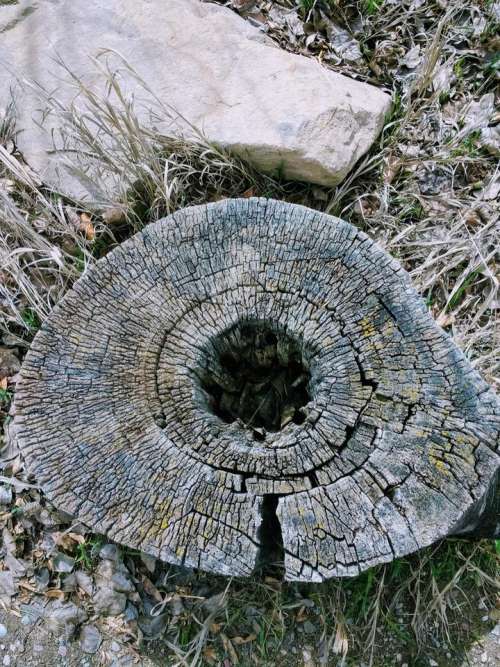 Tree stump rings age
