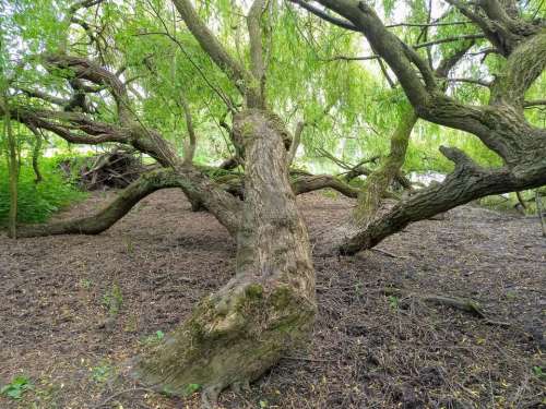 fallen tree trees willows bower