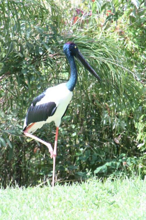 Black Necked Stork bird Wildlife Animal Africa