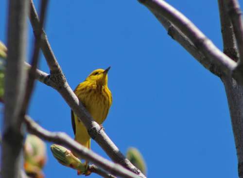animal wildlife birds warbler yellow
