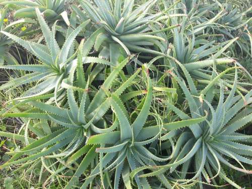 plant plants succulent Australia 